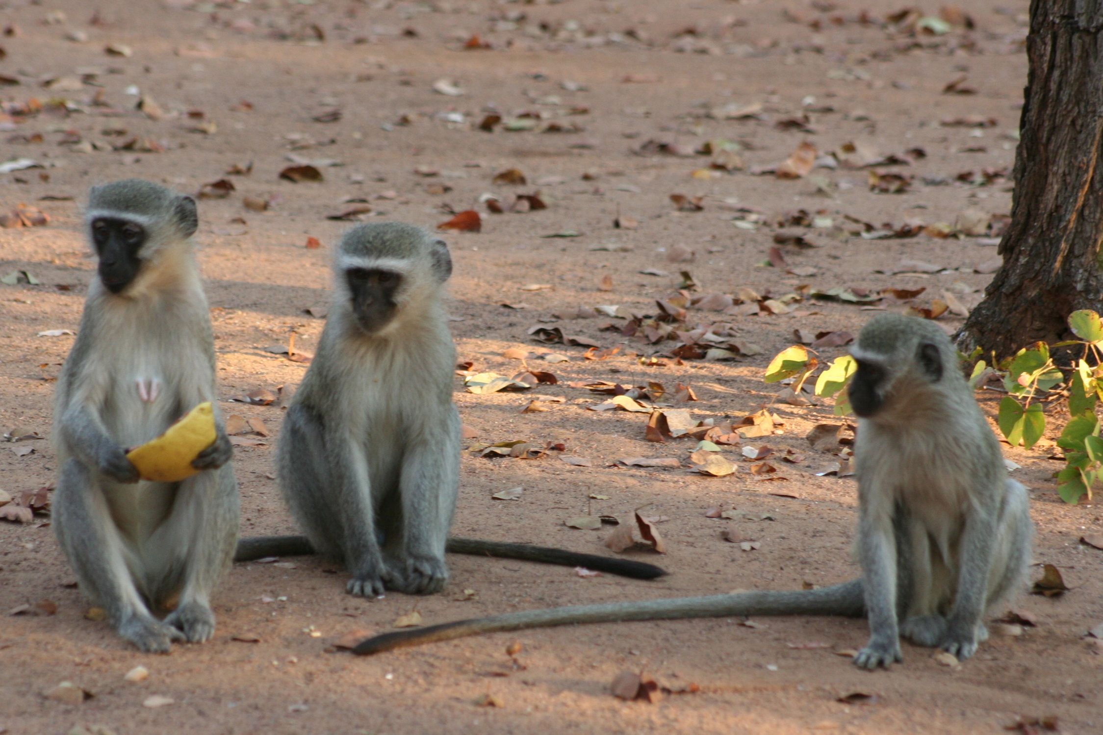 Image of Vervet Monkey