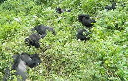 Image of Mountain Gorilla