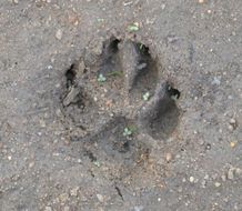 Image of Side-striped Jackal