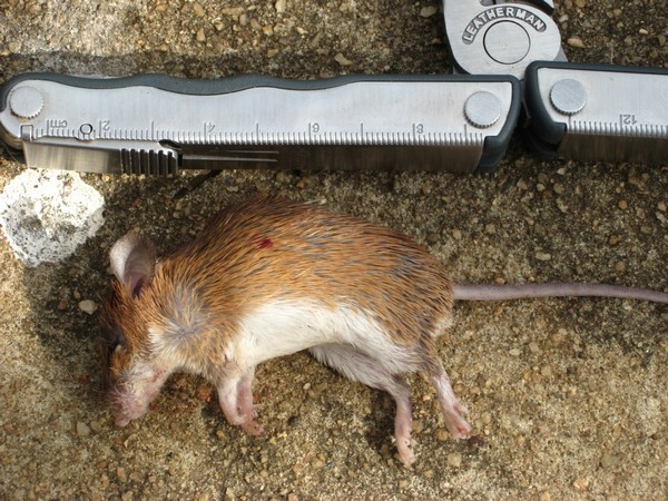 Image of Southern African Spiny Mouse -- Spiny Mouse