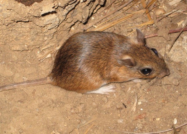 Gerbilliscus leucogaster (Peters 1852) resmi