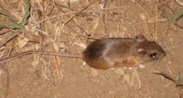 Gerbilliscus leucogaster (Peters 1852) resmi