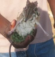 Image of Four-toed Elephant Shrew