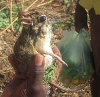 Image of Four-toed Elephant Shrew