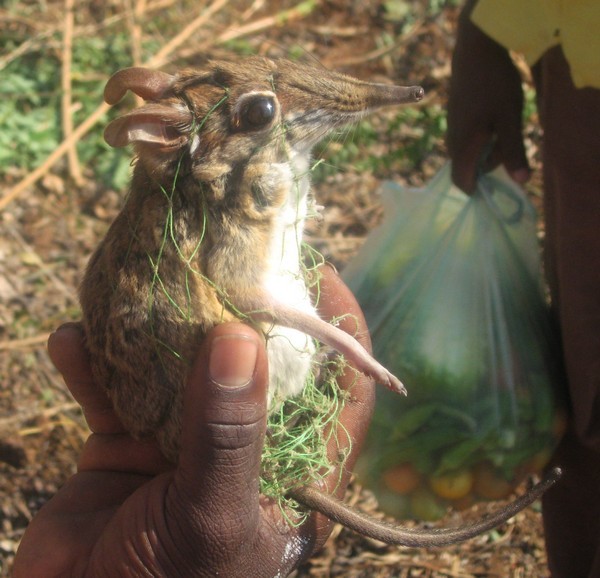 elephant shrew gif