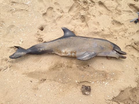 Image of Bottlenose Dolphin