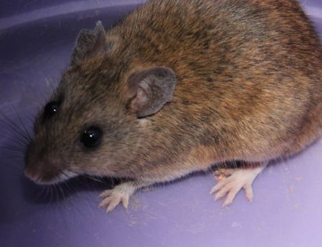 Image of Namaqua Rock Mouse -- Namaqua Micaelamys