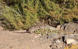 Image of Four-striped Grass Mouse