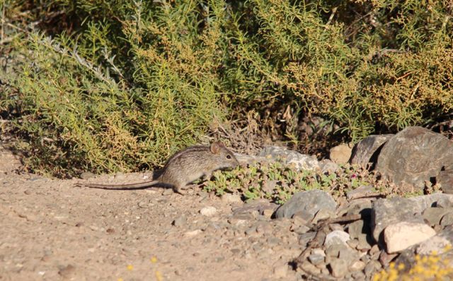 Image of Four-striped Grass Mouse