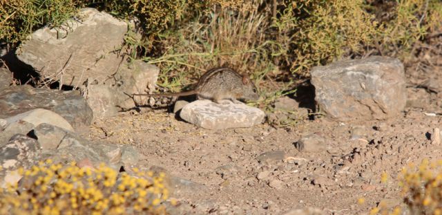 Image of Four-striped Grass Mouse