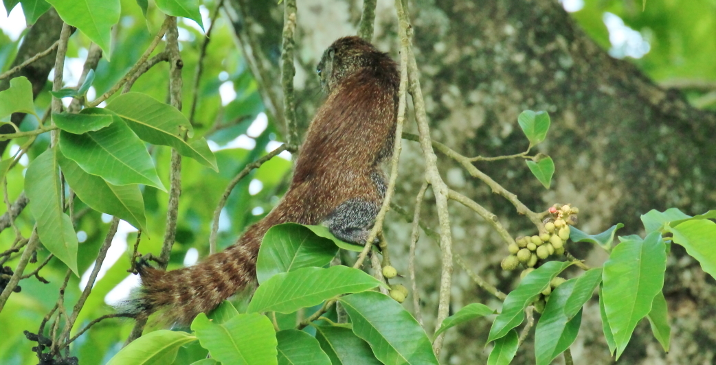 Image of Mutable Sun Squirrel