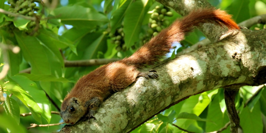 Слика од Heliosciurus mutabilis (Peters 1852)