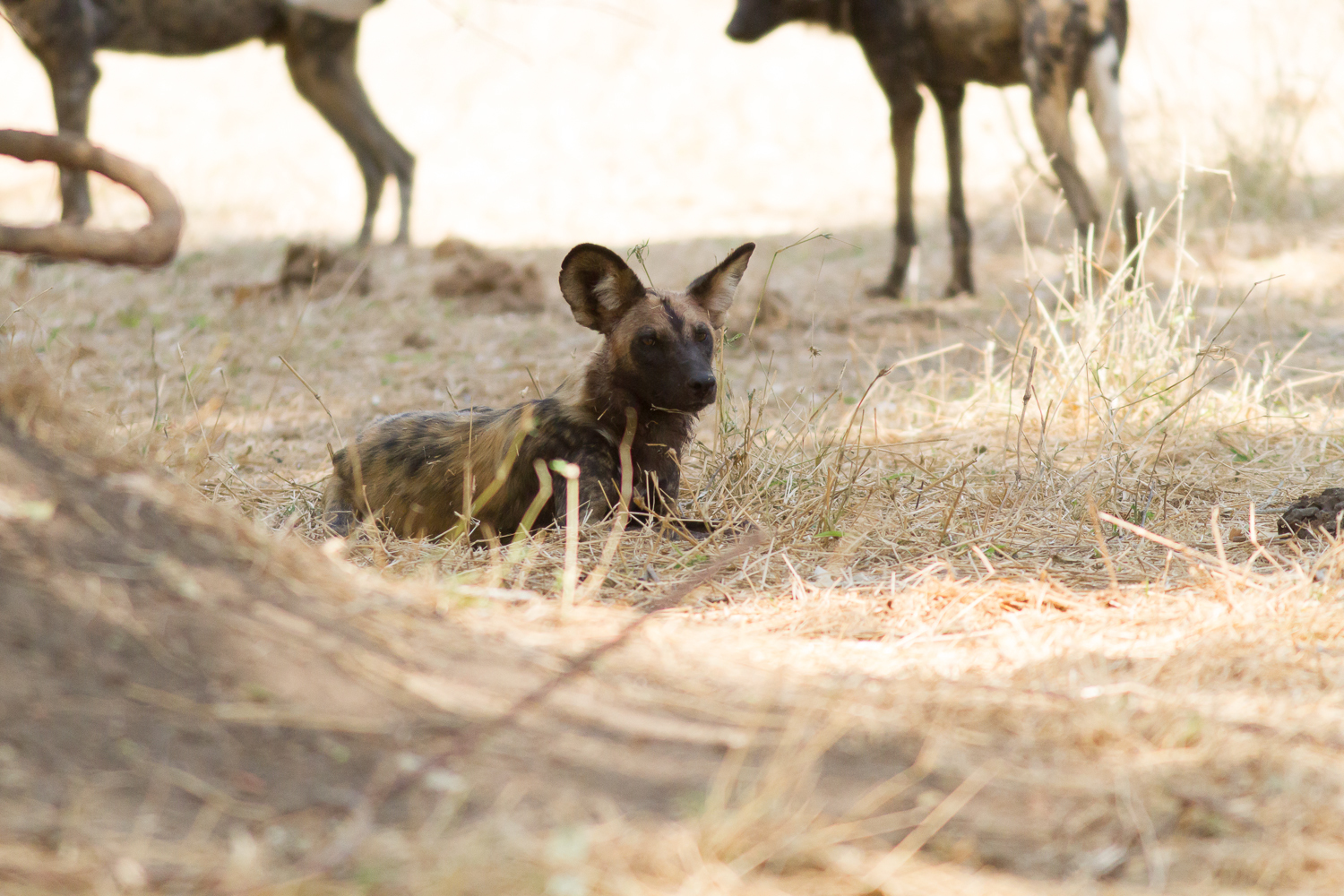 Image of African Hunting Dog