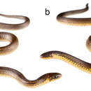 Image of Atractus cerberus Arteaga, Mebert, Valencia, Cisneros-Heredia, Peñafiel & Reyes-Puig et al. 2017