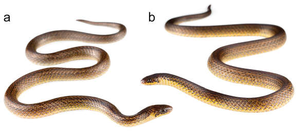 Plancia ëd Atractus cerberus Arteaga, Mebert, Valencia, Cisneros-Heredia, Peñafiel & Reyes-Puig et al. 2017