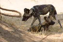 Image of African Hunting Dog