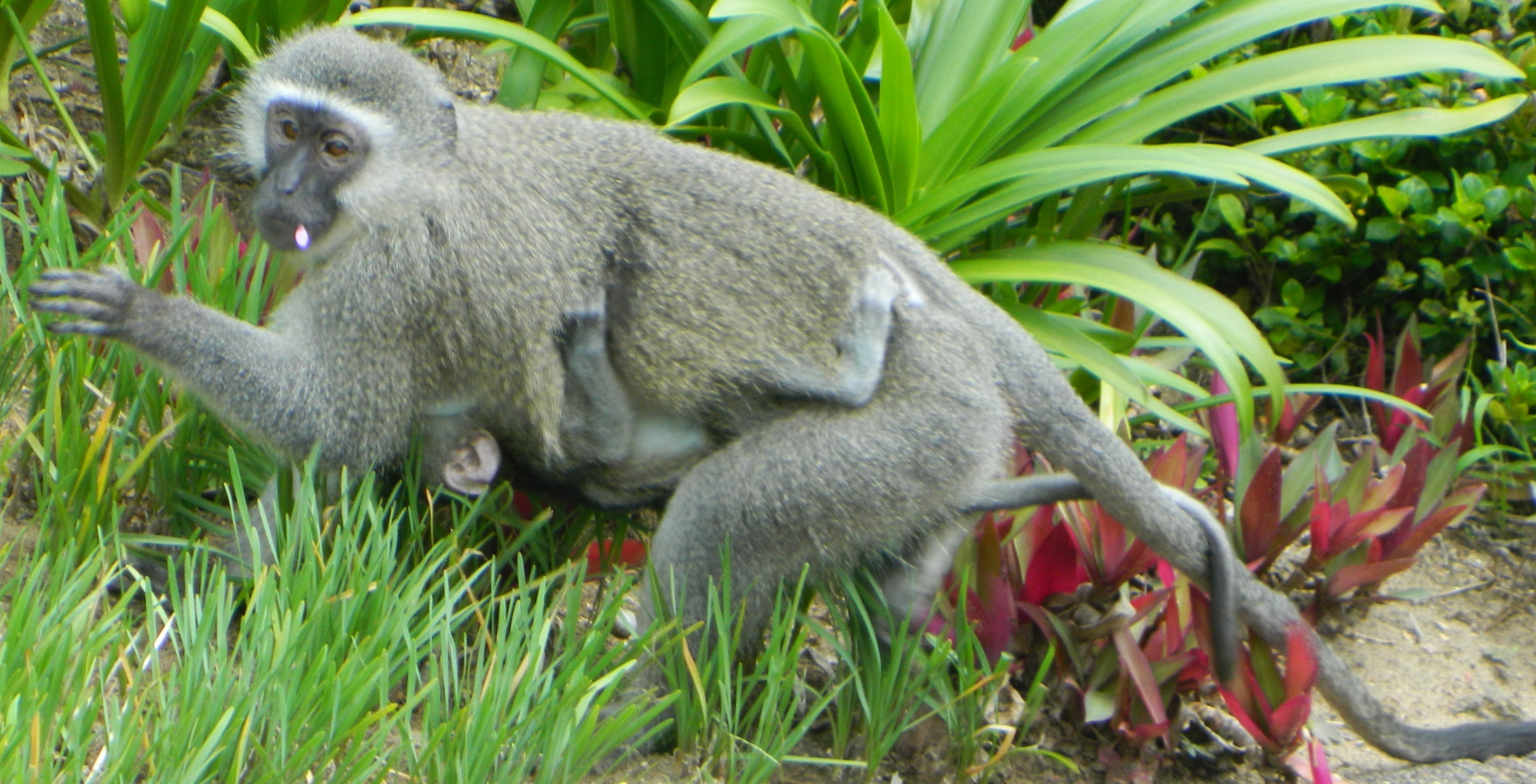 Image of Vervet Monkey