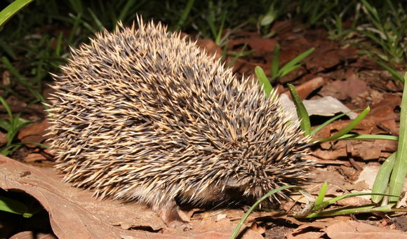 Image of Four-toed Hedgehog