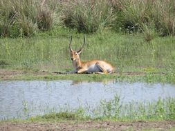 Image of Red Lechwe