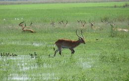 Image of Red Lechwe