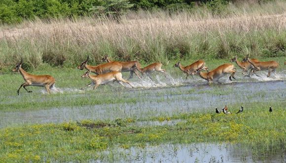 Image of Red Lechwe