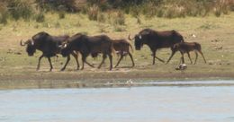 Image of Black Wildebeest