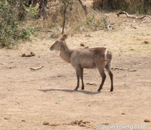 Image of Ellipsen Waterbuck