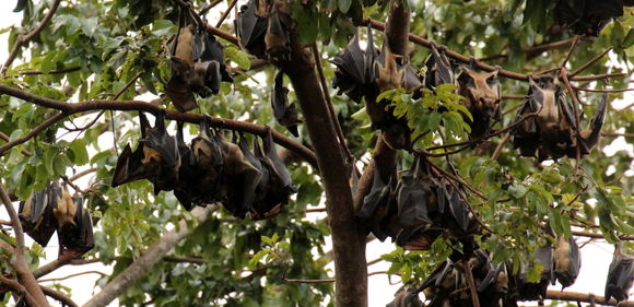 Image of African Straw-colored Fruit Bat