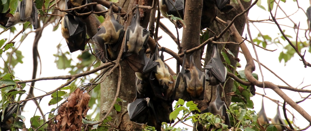 Image of African Straw-colored Fruit Bat