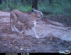 Image of Caracals