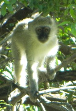 Image of Vervet Monkey