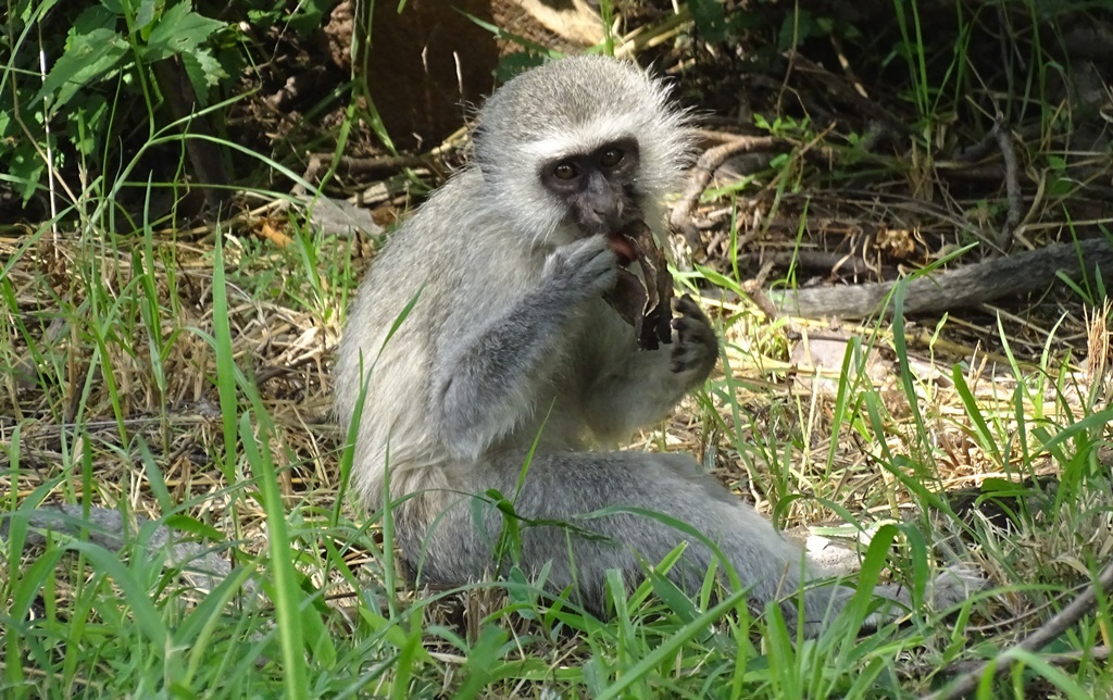 Image of Vervet Monkey