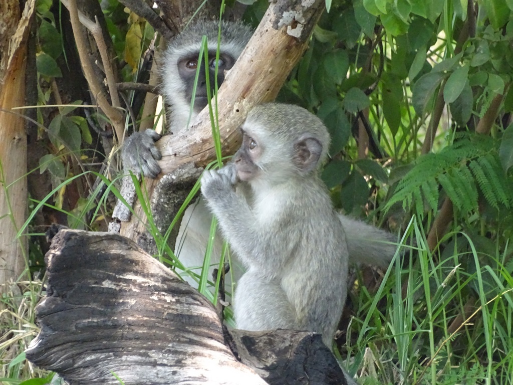 Image of Vervet Monkey