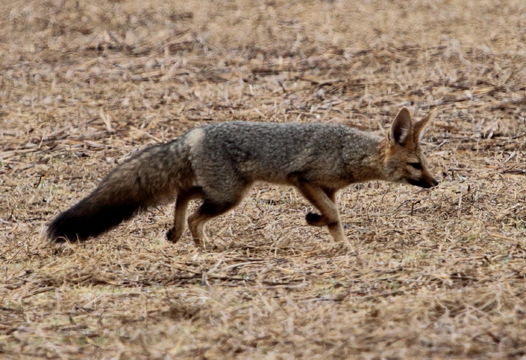 Слика од Vulpes chama (A. Smith 1833)