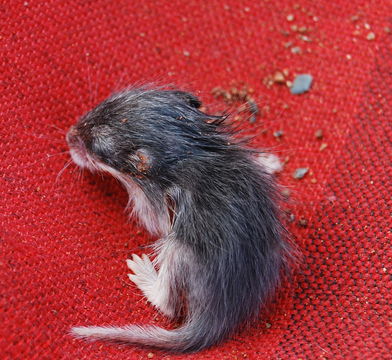 Image of Pouched Mice