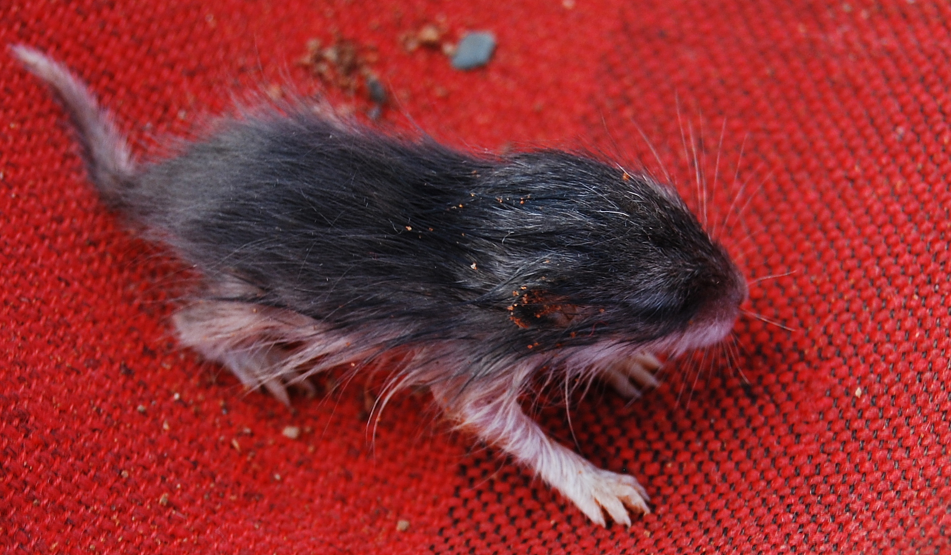 Image of Pouched Mice