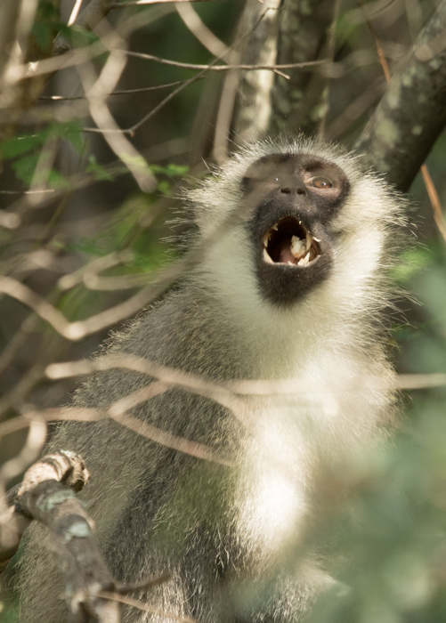 Image of Vervet Monkey