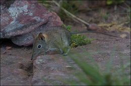 Image of Eastern Elephant-shrew