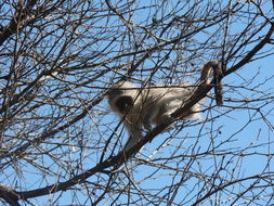 Image of Vervet Monkey