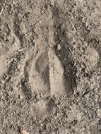 Image of Ellipsen Waterbuck