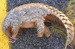 Image of Ground Pangolin -- Pangolin