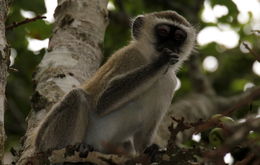 Image of Vervet Monkey