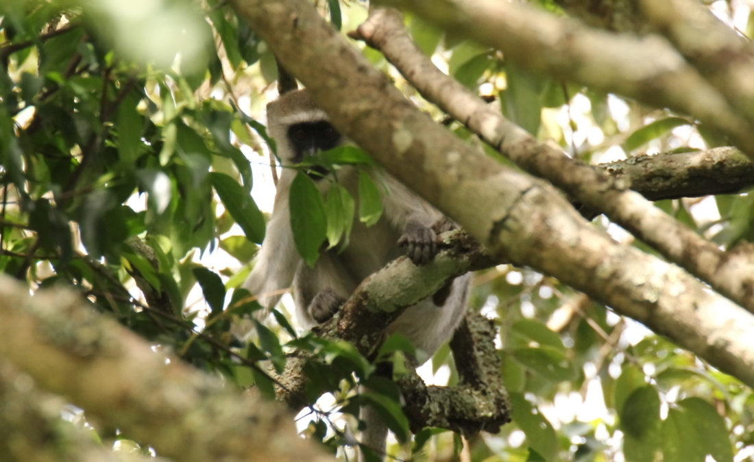 Image of Vervet Monkey