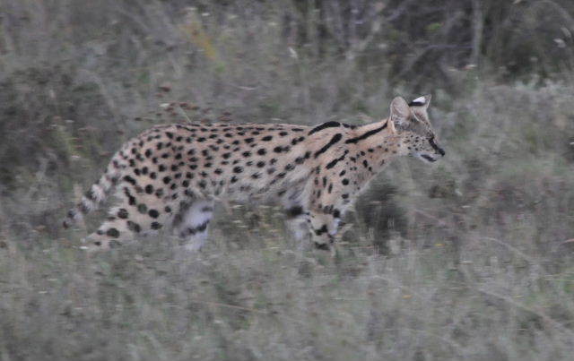 صورة Leptailurus Severtzov 1858