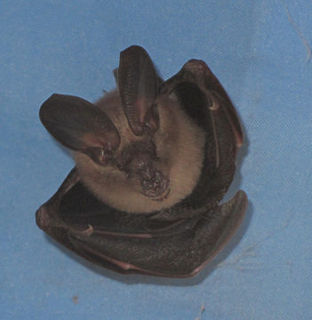 Image of Slit-faced Bats