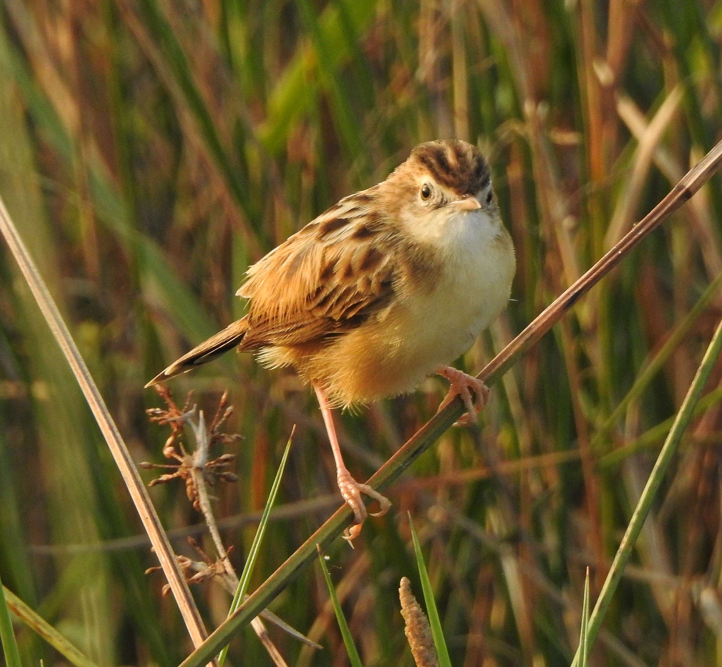 Image of Fan-tailed Cisticola