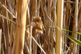 Image of African Climbing Mice