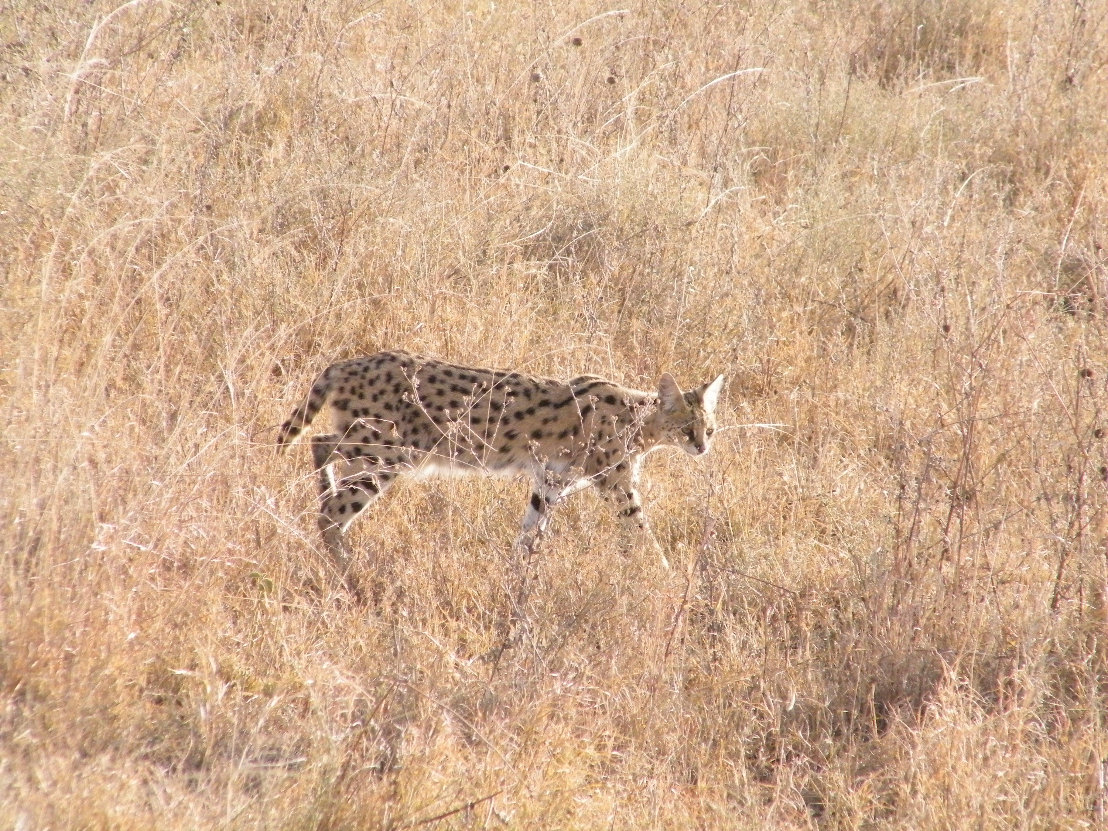 صورة Leptailurus Severtzov 1858