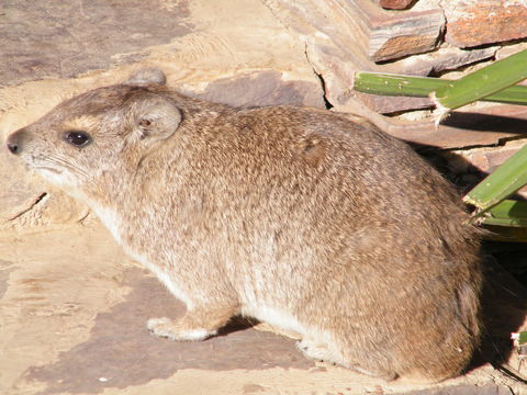 Image of Bush Hyrax