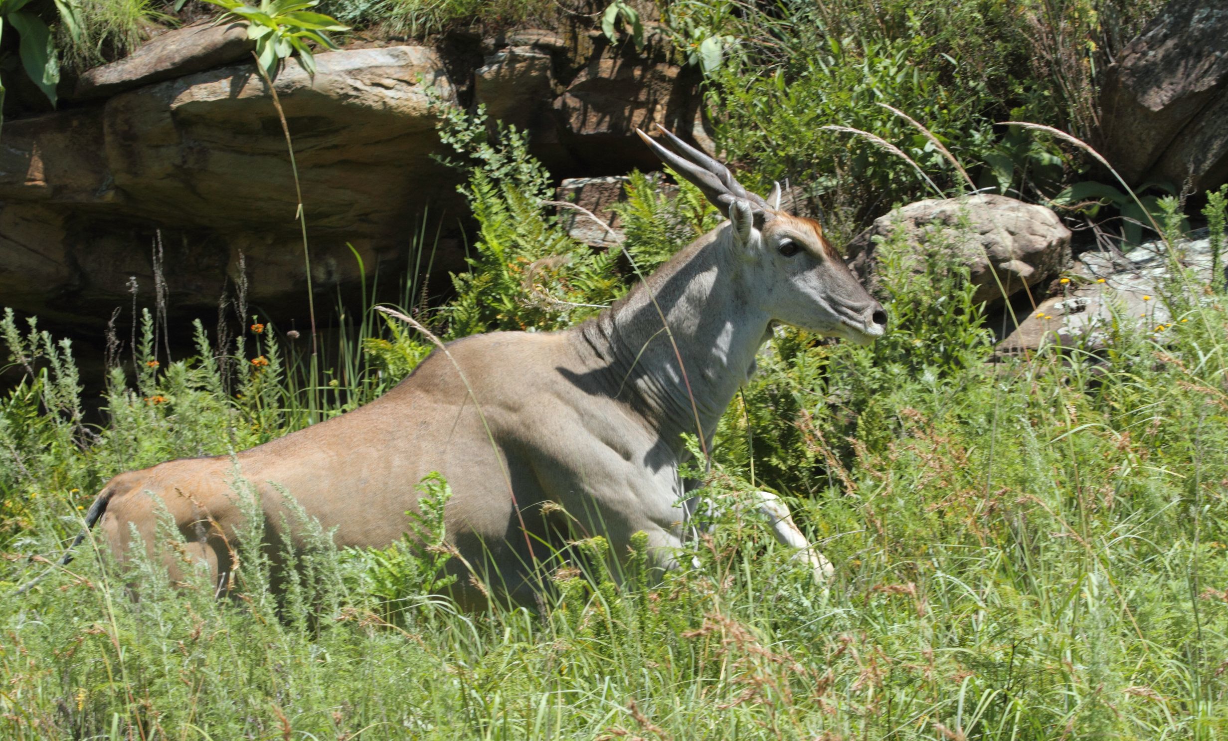 Image of Eland